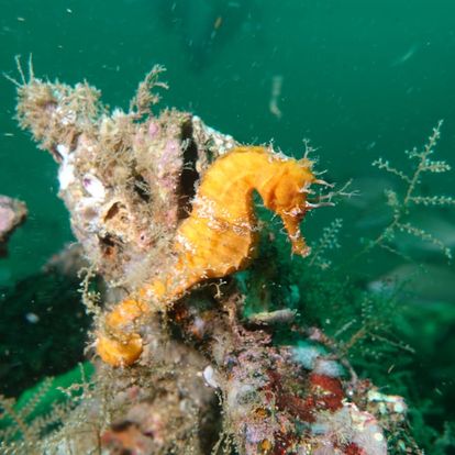 Divers Den 2