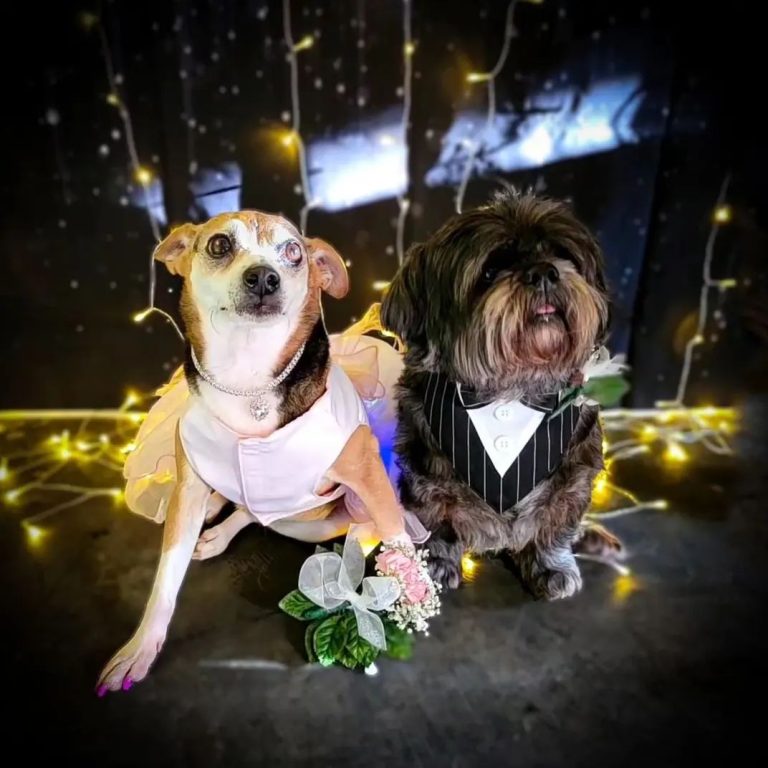 2024 Dog Prom